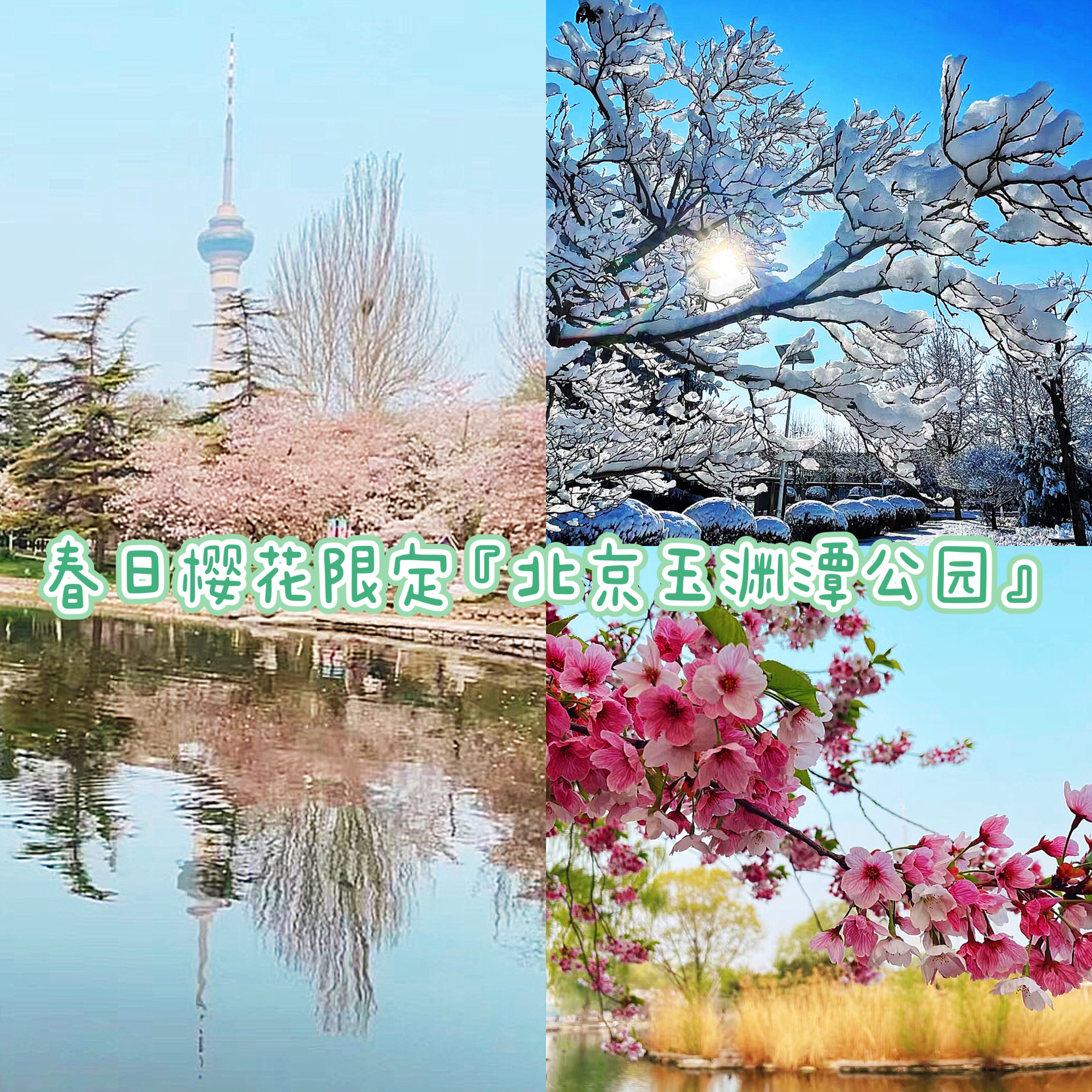海边|春日樱花限定『北京玉渊潭公园』