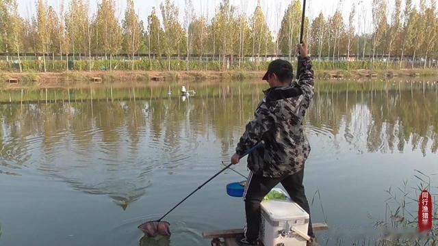 鲤鱼|鲤鱼添加剂用一瓶搞定好还是套装组合好？早弄清楚，少走弯路