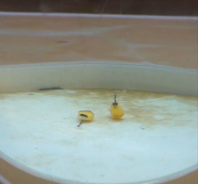 乌鲁木齐|子线支撑力还能影响灵敏度？十年前早有结论，别被漂桶给骗了