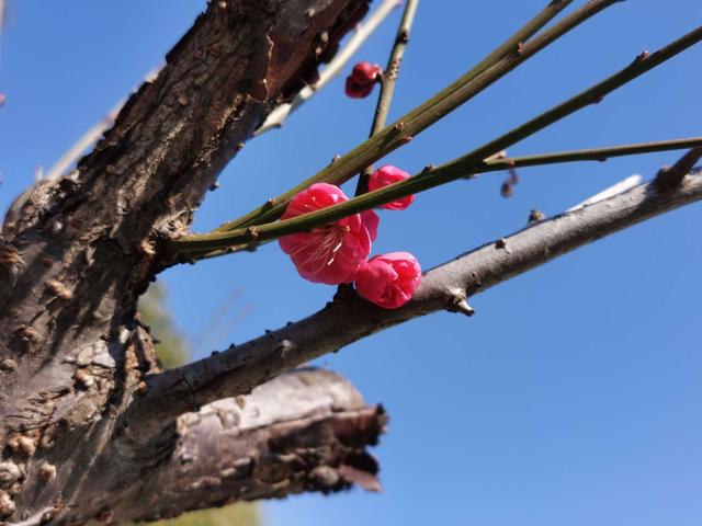 饵料|【无双鲤东丽线组】新杆开光，鱼获哐哐