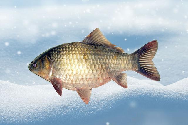 大板鲫|冬天如何钓大板鲫？冬天野钓大板鲫的4个技巧