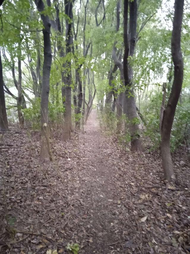 鲫鱼|阴雨连绵，一路泥泞，40尾鲫鱼入护，不虚此行。