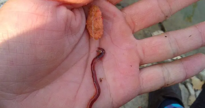 |冬季野钓虫饵逗钓技巧分享，上鱼更快给口更清晰