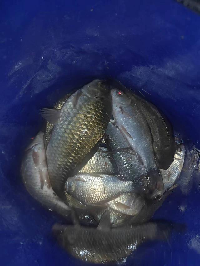 钓鱼日记——2023年6月23日（巩华城夜钓）