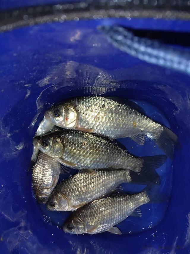 水库|钓鱼日记——2023年4月9日（亿城大学对岸和出水口夜钓）