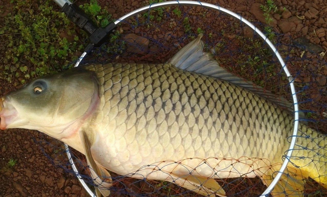 夏季野钓大鲤鱼用什么钩型最好？