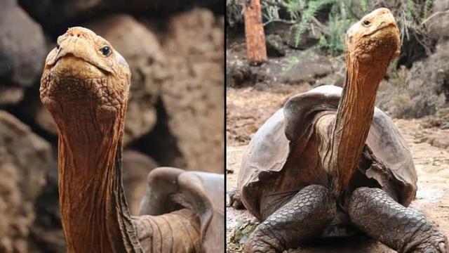 生了800个孩子后，乌龟迭戈拯救了他的物种免于灭绝