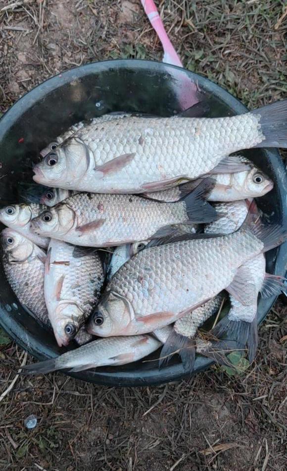 鲫鱼|浅谈春季野钓气温的影响，以一个参数为标准