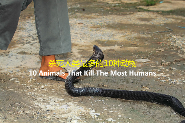 杀死人类最多的10种动物，有些你可能想不到