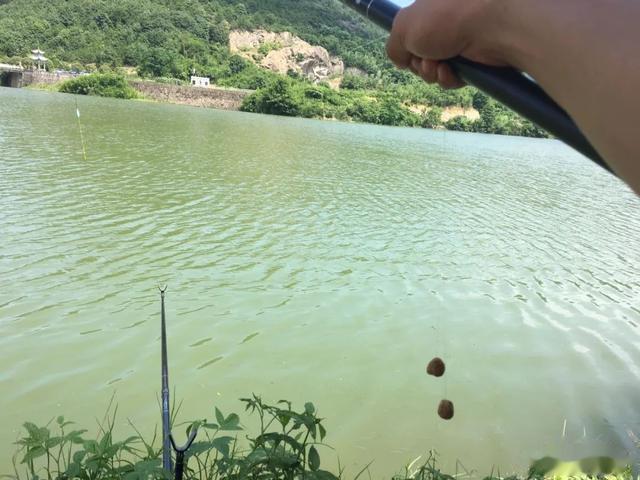|野钓鲤鱼钩饵最好的状态，别把简单的事情搞复杂，这样调就行！