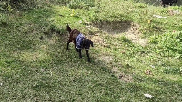 北大施柏鑫团队、贝式计算CVPR研究：视频里轻松换衣服、加柯基