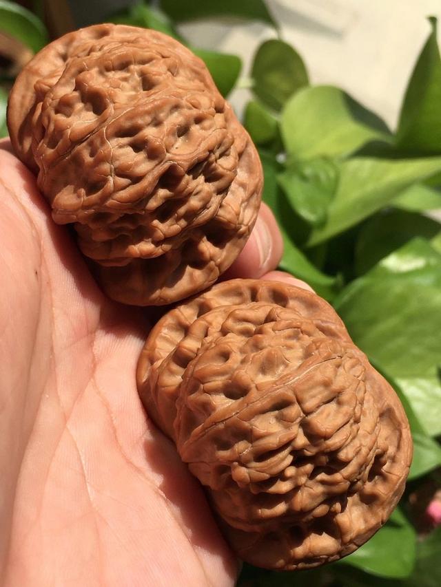 钱币|品相决定了文玩核桃的价值，那你知道什么叫做品相么？