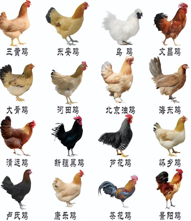 中国历史十大烧鸡排名，快来看看你的家乡排第几？