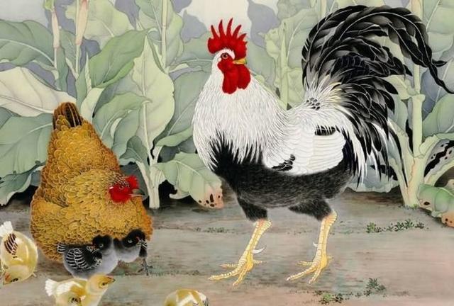 生肖鸡：最克属鸡人的3个生肖，分歧较大，互相打压！