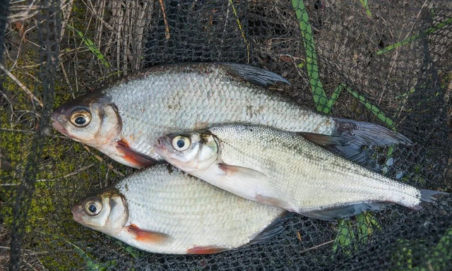 鳊鱼|暮春钓鳊鱼怎样才过瘾？试试这种钓法包你连竿上鱼