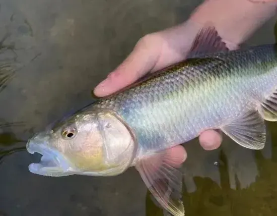 路亚广谱性最好的假饵，什么鱼都能钓到，但老钓友都不愿意用