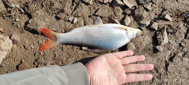 饵料|螺丝挂钩作饵，今天好运来了
