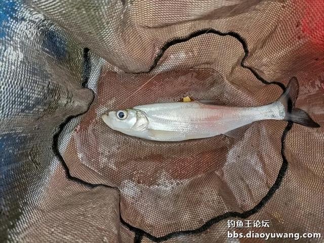 |生鲜大玉米，钓翘也钓鲫