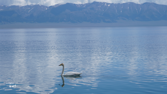旅游攻略|新疆赛里木湖上了热搜，这个比西湖大71倍的湖泊为何那么吸引人？