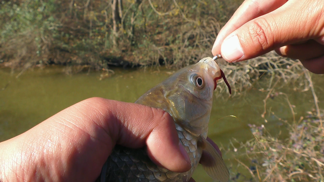 鲫鱼|冬季钓鲫鱼，为什么打窝后需要等一等再钓？切记别忽视发窝时间