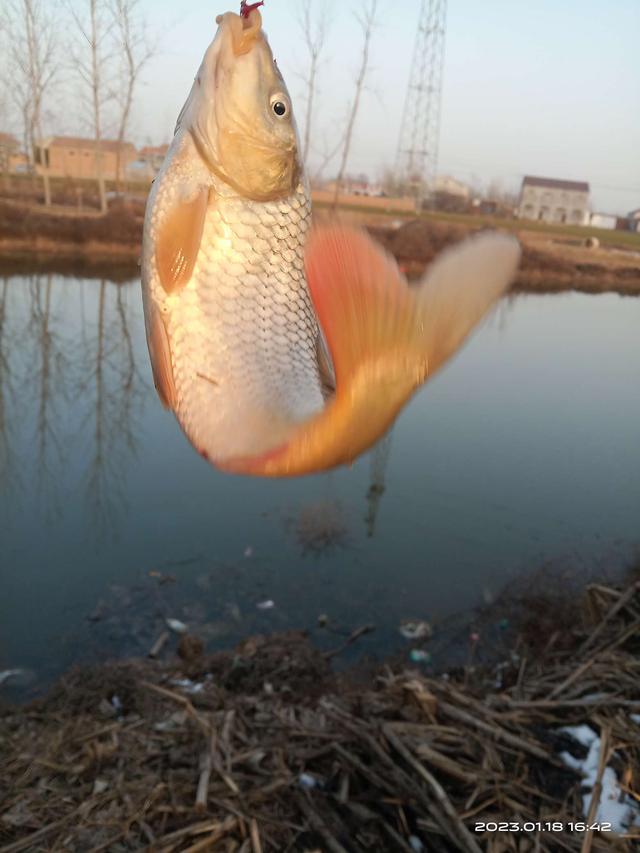 寒潮|红虫做钩饵，北方鲤鱼照样有口