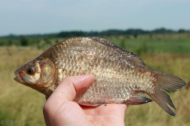 鲫鱼|冬季钓鲫鱼，找不到好钓位很难钓到鱼，那么如何找到正确的位置？