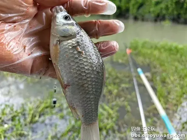 地狱猫诱钓合一表现不俗