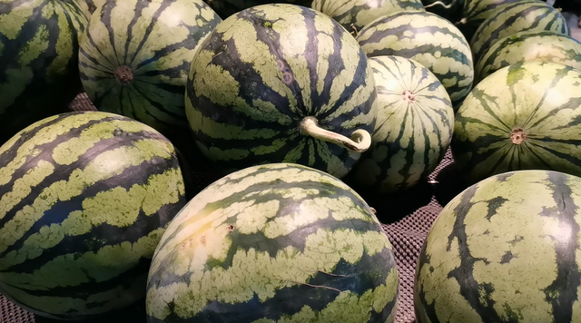 老瓜农偷偷告诫我，这种西瓜牢记不要买，白给都不要，别当耳旁风