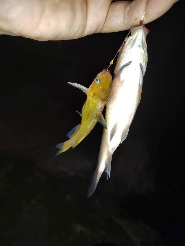 鲫鱼|钓鱼日记——2023年3月30日（巩华城夜钓）