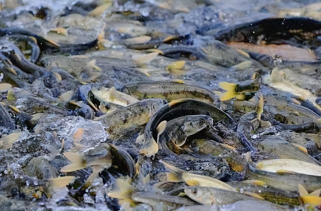 羊湖|西藏羊湖鱼8亿多公斤泛滥，随手就能捞到，到底为何无人敢吃？