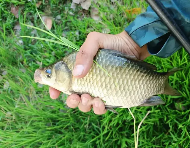 传统钓落伍钓不到鱼？错！学会这六个经验，从此钓鱼只带一根竿