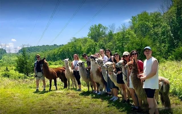 羊驼|这家互联网动物农场，除了有创意还能感受最潮流的农场服务