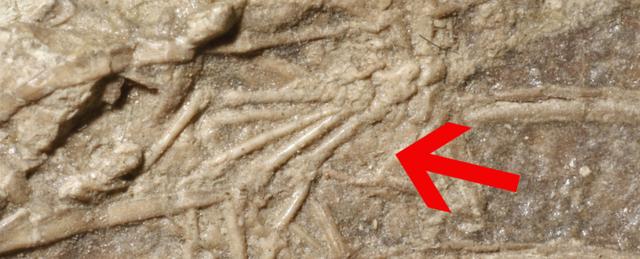 罕见的小盗龙化石被发现里面有保存完好的最后一餐