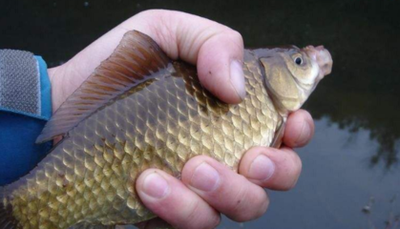 饵料|早春作钓，选钓点基础技巧