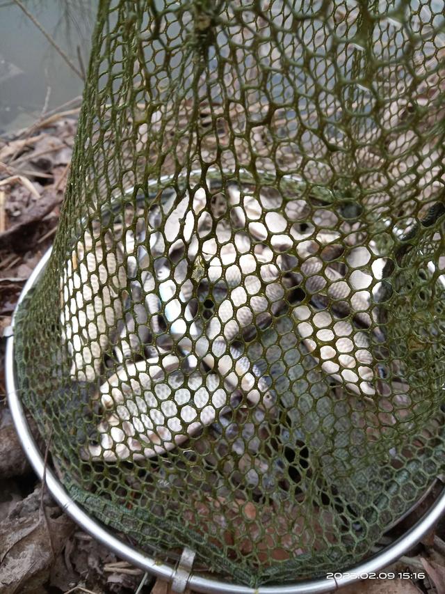 饵料|早春鱼囗啥规律？他处大板我奶鲫。