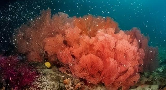 珊瑚礁|海参一年能拉28斤粪便，靠一己之力拯救海洋？海参粪便有何作用？