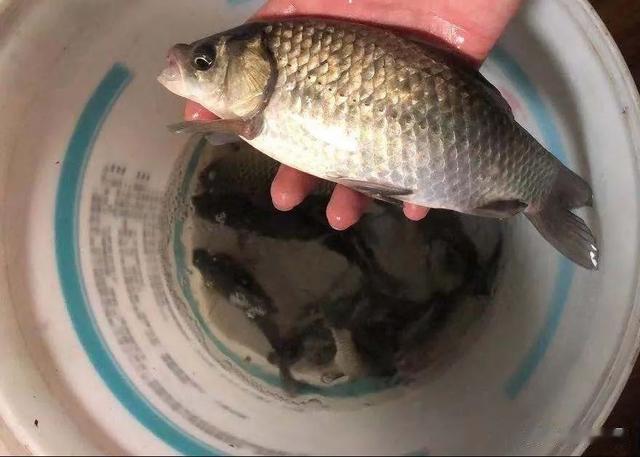 |钓鱼绕不开的话题，鱼资源差到底该怎么办？