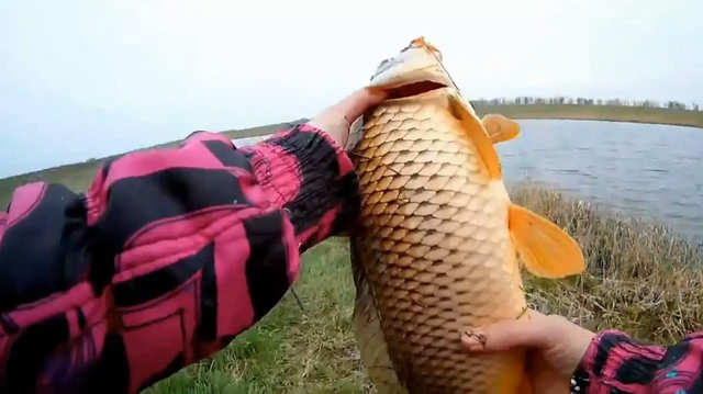 |粗线钓鱼挡口，细线钓鱼总是断，那么我们该怎么钓？