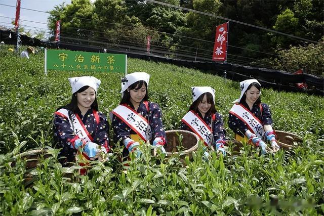 茶园|日本特色小镇 | 以茶为特色，打造出产业体系完整的发展之路！