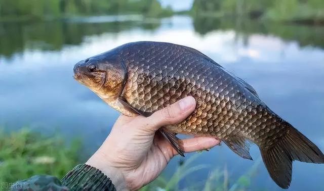 饵料|秋钓鲫鱼，掌握这四个技巧提高上鱼率