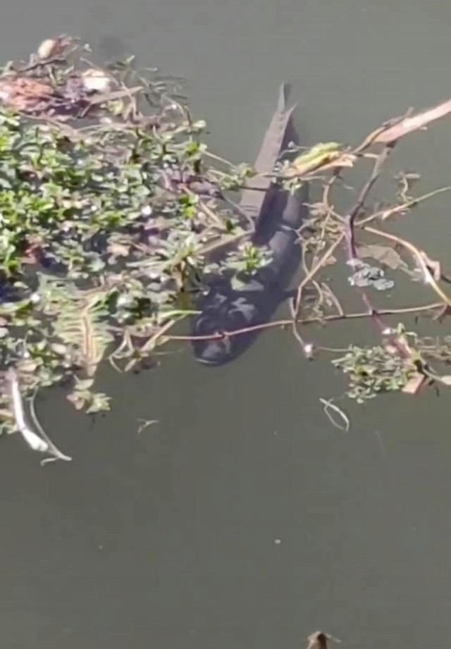 |像蟒蛇？男子钓获大黑鱼，体型粗壮、1米长，网友：送我也不敢吃