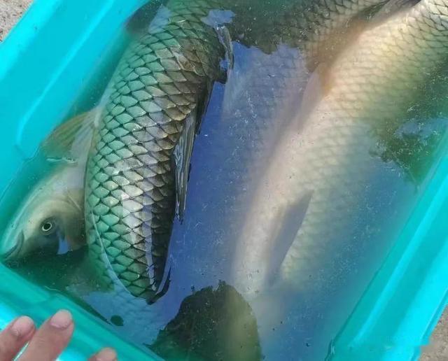 嫩玉米这样用效果就是不一样，草鱼鳊鱼翘嘴都来报道！