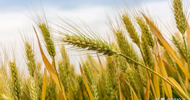明天10月13日小麦“一夜大涨”！小麦“涨价翻红”一飞冲天！