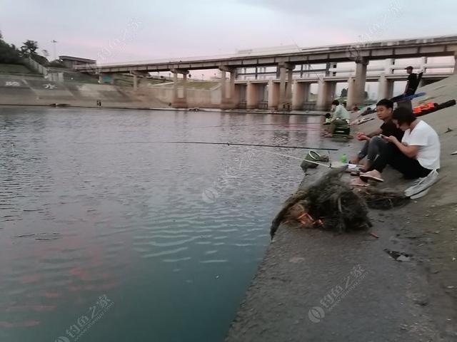 饵料|技巧篇罗非:钓罗非技巧分享-2