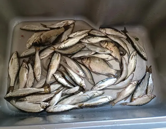 钓白条渐入佳境，北漳村初试新方法，人轻松，鱼获也超了前几次