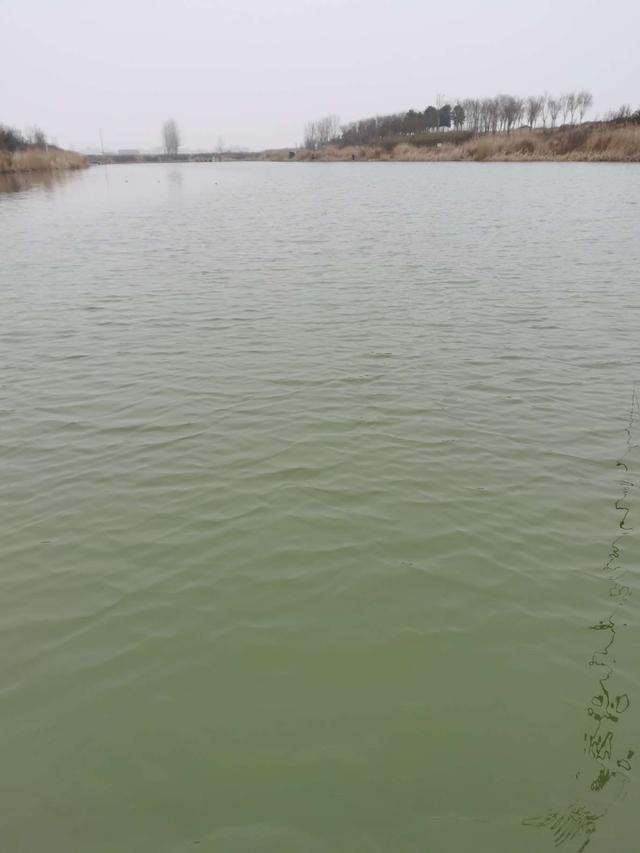 鲫鱼|【钓鱼之家虾粉】初春阴天爆护秘籍！