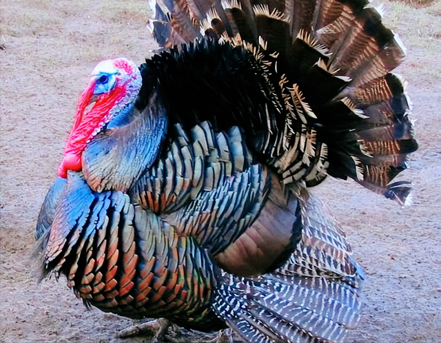 西方备受欢迎的火鸡，为啥中国却很少有人吃？甚至养都不愿意养？