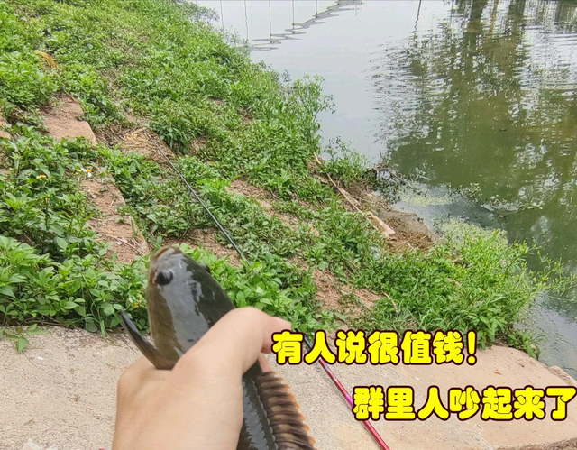 |值钱？四川钓友在“臭水河”钓到罕见雷龙鱼，钓友：带回去吃了