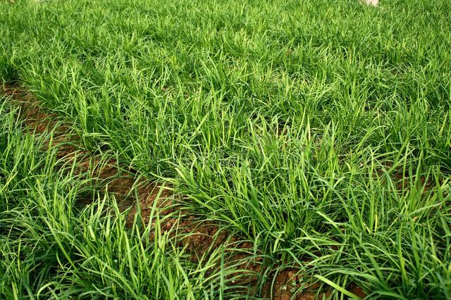 韭菜施什么肥长的又粗又壮