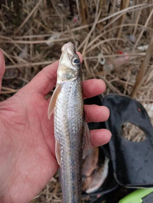 饵料|春季野钓船钉子攻略，个头不大但可连竿双飞，味道很棒！